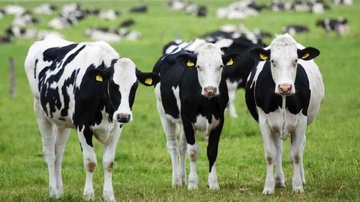 Νεκρές αγελάδες στις παραλίες της Ρόδου