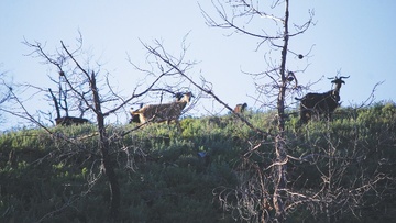 Μπήκε στον στάβλο και έσφαξε τέσσερα κατσίκια