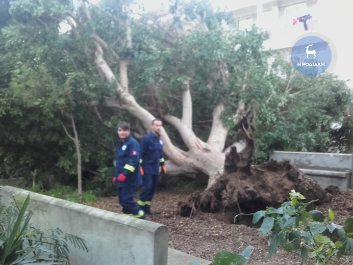 Δέντρα τεραστίων διαστάσεων ξερίζωσε ο άνεμος στην πόλη της Ρόδου.  Οι πυροσβέστες και τα συνεργεία του δήμου δεν προλάβαιναν χθες τα περιστατικά