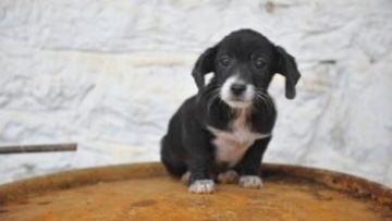 Καταδικάστηκε  για κακοποίηση ζώου