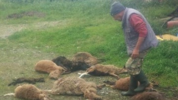 Σκυλιά μπήκαν σε αγρόκτημα και κατασπάραξαν 19 πρόβατα