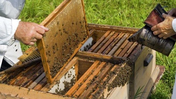 Τι έκανε τις μέλισσες ο Δήμαρχος Ρόδου;