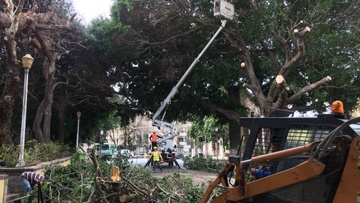 Νέα διακοπή της κυκλοφορίας στη Ρόδο για κλαδέματα δέντρων