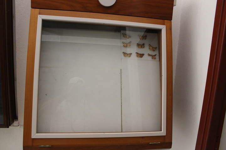 Από το εκθετήριο του μουσείου φυσικής ιστορίας. Οι... υπόλοιπες πεταλούδες φαίνεται ότι πέταξαν από το... κάδρο.
