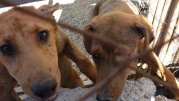 Tρία άτομα στο εδώλιο για κακοποίηση ζώου