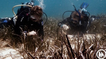 Οι Υποβρύχιοι Κήποι  Ποσειδωνίας στους Λειψούς 
