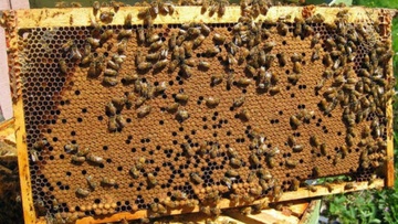 Πρέπει να προστατευτεί το δάσος τονίζουν οι μελισσοκόμοι της Ρόδου