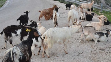 Τι θα γίνει με τα κατσίκια;