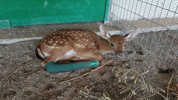 Τραυματισμένο ελάφι φιλοξενούν οι κυνηγοί της Ρόδου