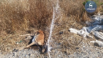 Σε εξέλιξη έρευνα για  την παγίδευση των ελαφιών