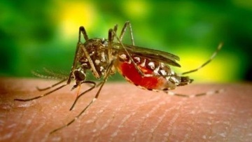 Σύμβαση για την αντιμετώπιση των κουνουπιών στο νησί 