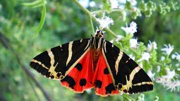The Butterfly Valley of Rhodes