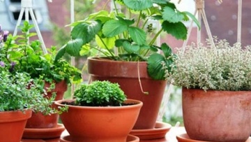 Τρία φυτά που απωθούν τα κουνούπια