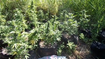 Εντοπίστηκε φυτεία με χασισόδεντρα στη Ρόδο