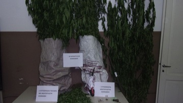 Ελεύθερος με όρους ο 46χρονος για τη φυτεία με τα 64 χασισόδενδρα