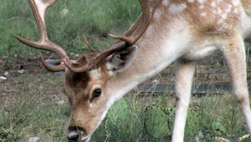 Επιπλέον μέτρα προστασίας των αγροτών από τα ελάφια ζητάει η περιφέρεια Νοτίου Αιγαίου
