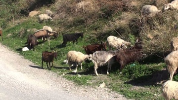 Θα εκπονηθούν διαχειριστικά σχέδια βόσκησης στα νησιά