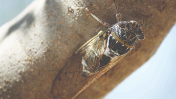Tzitzikia - Cicadas are fairylike, singing their song, not a menace to us…
