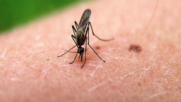 Γιατί τα κουνούπια  επιλέγουν να τσιμπάνε  πάντα εσένα; 