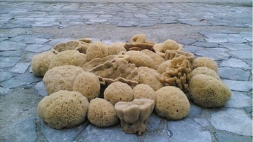 Σφουγγάρια Καλύμνου:  Οι 80 ήρωες, οι εισαγωγές από Καραϊβική και το εμπόδιο της... φώκιας