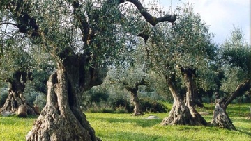 Ξεκινούν οι ψεκασμοί για τον δάκο στη Ρόδο