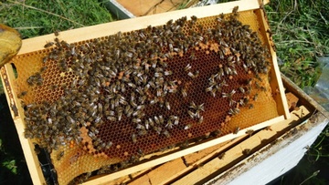 Λέρος: 30χρονος κατέστρεψε είκοσι κυψέλες μελισσών