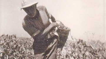 Η 6η γιορτή αμπελιού στις Φάνες