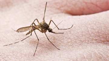 Από χωριό σε χωριό η μάχη για τα κουνούπια