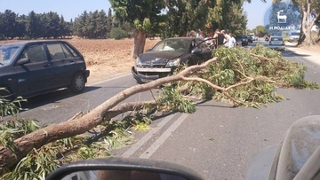 Από θαύμα γλίτωσε οδηγός στη Ρόδου Καλλιθέας: Τεράστιο κλαδί "προσγειώθηκε" πάνω στο ι.χ. της