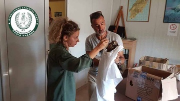 Αετογερακίνα μεταφέρθηκε  τραυματισμένη από τη Ρόδο στην Αθήνα