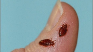 Απανωτά περιστατικά «δαγκώματος» αστυνομικών από κοριούς στα κρατητήρια Ρόδου!