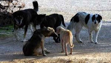 Κάσος: Στο εδώλιο για κακοποίηση ζώων θα βρεθούν δήμαρχος και αντιδήμαρχος