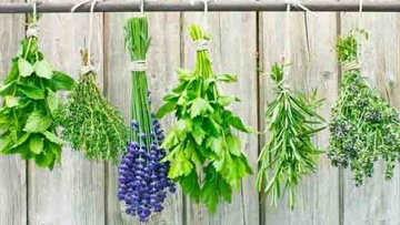 Φεστιβάλ φαρμακευτικών βοτάνων στην Ελεούσα