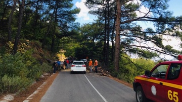 Το κόψιμο των πεύκων στη Ρόδο