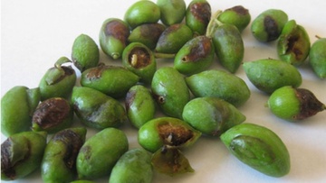 Ξεκινούν οι ψεκασμοί  για τον δάκο της ελιάς