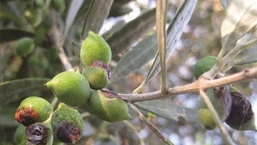 Ψεκασμοί για τον δάκο σε Κάρπαθο και Κάσο