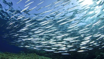 Τέλος Οκτωβρίου η συνάντηση για την προστασία των αλιευμάτων