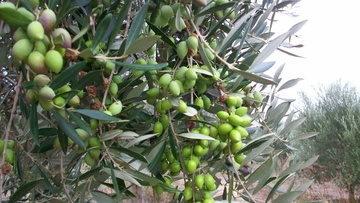 Θα γίνουν μετρήσεις πριν  ανοίξουν τα ελαιοτριβεία