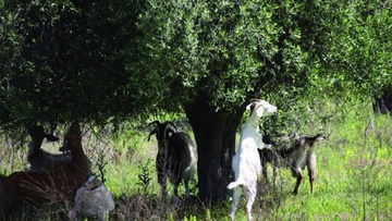 Συνεχίζουν ανενόχλητα να τριγυρνούν στη Ρόδο τα αιγοπρόβατα