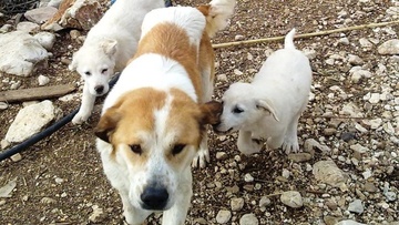 Ρόδος: Ξεκινούν οι στειρώσεις αδέσποτων σκυλιών και γατιών