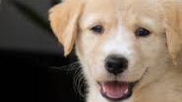 Στο εδώλιο Ροδίτης για κακοποίηση ζώου