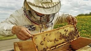 Παρουσιάστηκαν τα αποτελέσματα της έρευνας του Γεωπονικού Πανεπιστημίου Αθηνών για τα προβλήματα της μελισσοκομίας στις Κυκλάδες