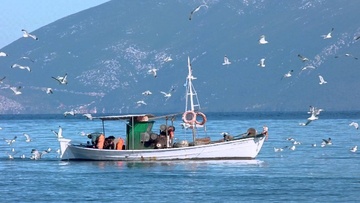 Απαγόρευση της αλιείας σε πάνω από το 75% των αλιέων βιντζότρατας - Mόνο δύο σκάφη της Δωδεκανήσου αδειοδοτούνται!