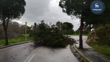 Πτώση δέντρου σε κεντρικό σημείο της Ρόδου – Έκλεισε ο δρόμος