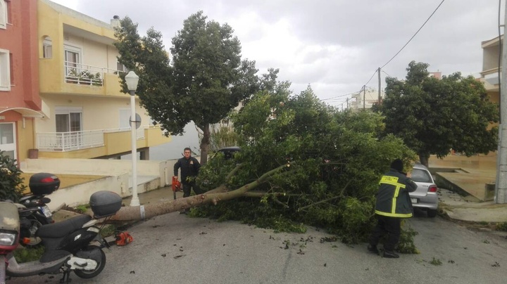 Η πτώση του τεράστιου δέντρου στην οδό Παπαναστάση στην πόλη της Ρόδου