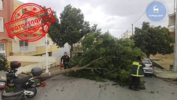 Νέα σοκαριστική πτώση δέντρου στην πόλη της Ρόδου!
