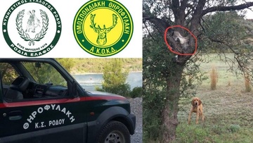 Ρόδος: Στελέχη της Θηροφυλακής «ξετρύπωσαν»  λαγό που είχε κρύψει λαθροθήρας
