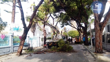 Προβληματισμός στο Δήμο Ρόδου για τα γερασμένα δέντρα