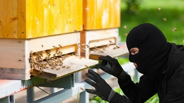 Έκλεψαν 17 κυψέλες στην περιοχή "Προφήτης Αμώς"