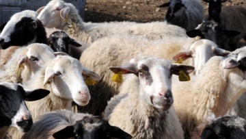 Μάστιγα τα αδέσποτα αιγοπρόβατα